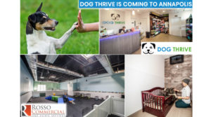 Dog Thrive Case Study